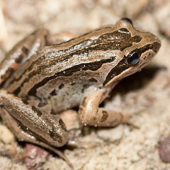 Chorus of Common Eastern Froglets plus something else!