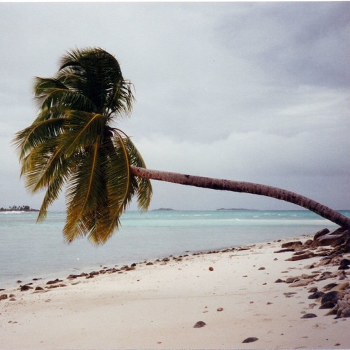A Little Trip to the Tropics