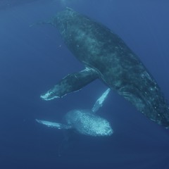 Whale Sounds - Example - 1