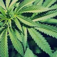 ODM (Teeko) - 4 Door