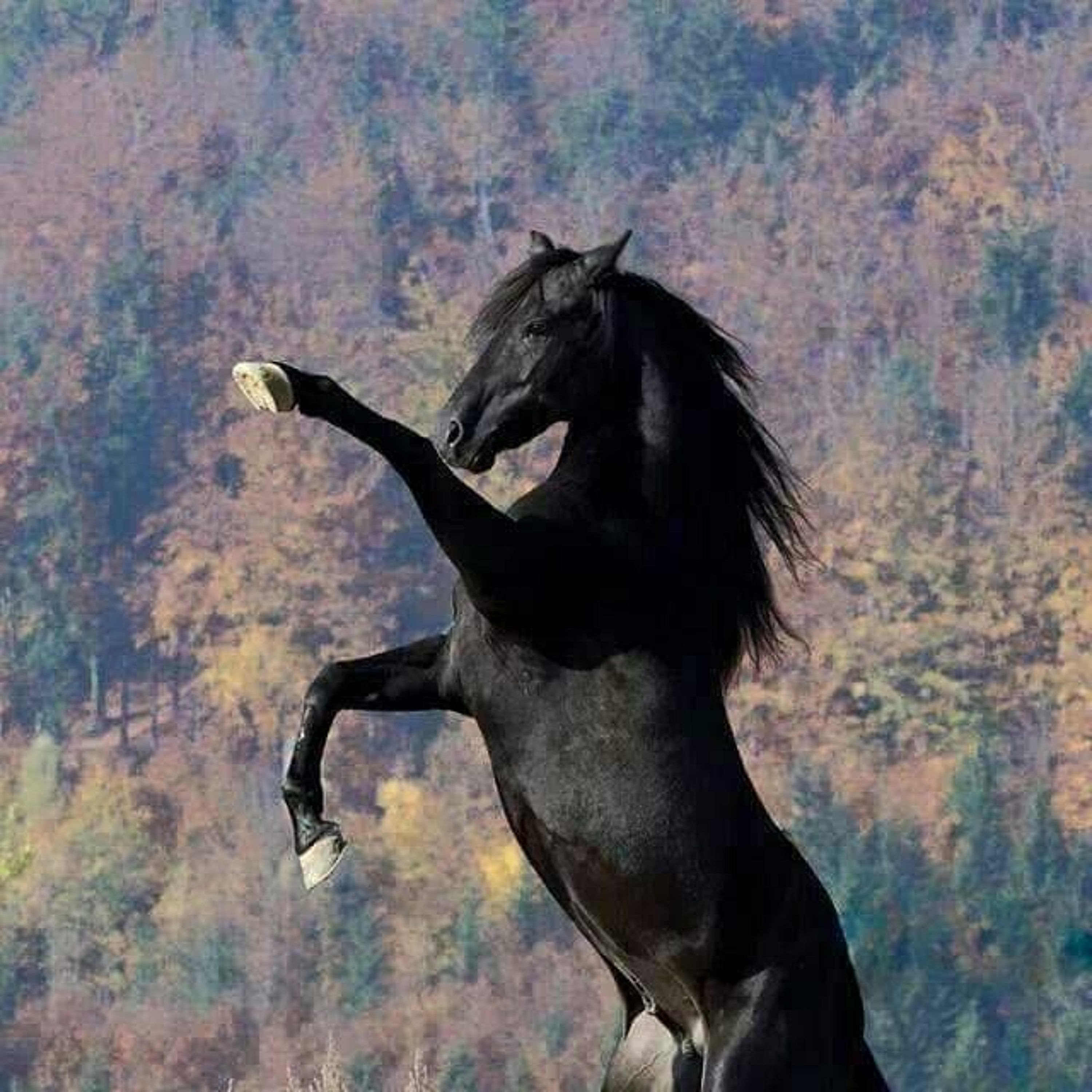 Wild Horses episode artwork