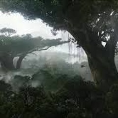 Rainforest Simulator