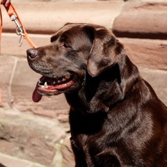 Dogs In Waiting 'The Labrador'