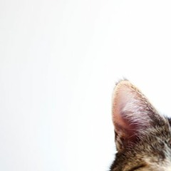 CatEars