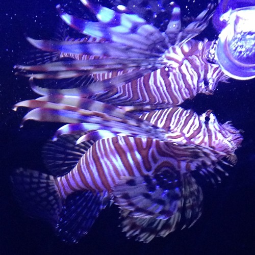 ラブドール by iタ（iTA）