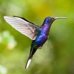 Alex Smolkin - Colibri (Original Mix)
