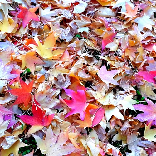 Like The Wind With The Leaves