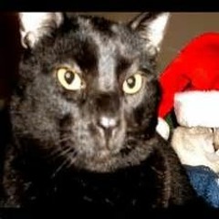 Talking Kitty Cat - Stupid Stupid World - Stevecash83