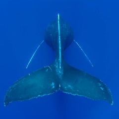 Humpback Whale Song Recorded off the coast of Maui in 2013