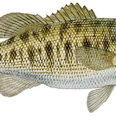 Mk Ultraz - Spazz out (UM_