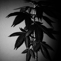 Lil Tubby - Mary Jane