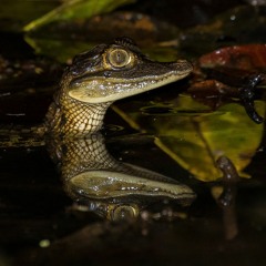 Amazon Rainforest Sounds - caiman crocodilus