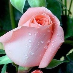 ခ်စ္ေရစင္ Chit Yay Zin CHO