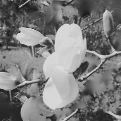 The Common Thread (2016)