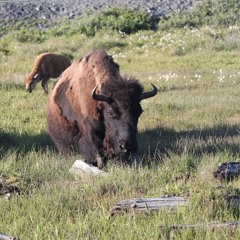 Daddy's Lessons (Beyoncé cover) country ditty