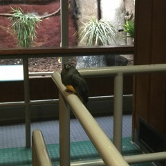 No Options Austin Wileman, Young C, CatchaCloud