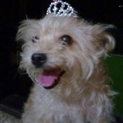 FESTA 1000
