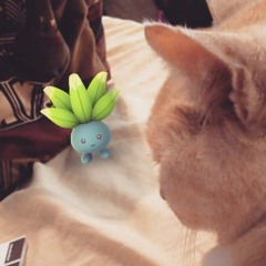 the servers are down