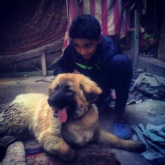 مهرجان الدنيا زحمة