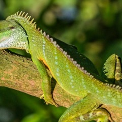 goa