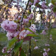 ايهاب القواسمي - راجع