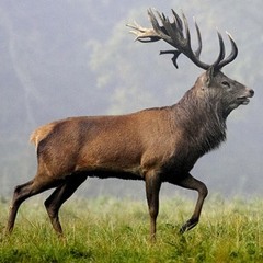 The Deer