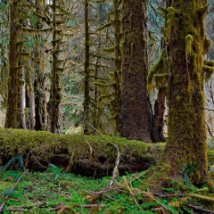 forest