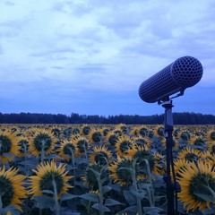 Świerszcze w polu słoneczników - Crickets in a field of sunflowers
