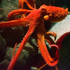 Stream Crimson Octopus Society music | Listen to songs