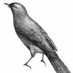 Karl Reich aviary - Song Of A Nightingale (Bremen, 1913)