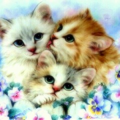 Kitty-Kitty