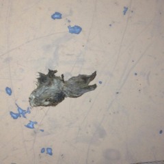 Bloody in the Bushes