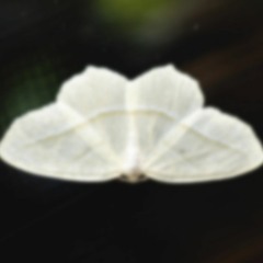 White Moth