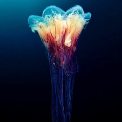 Chemical Jellyfish of the paranormal crumb