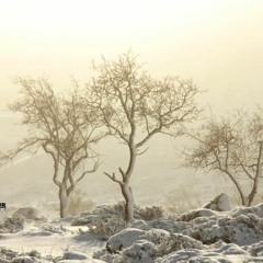 Yalli_Hajartu