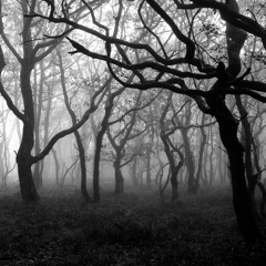 Carpathian Dark Mist