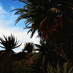 Borututu forte - Mountain garlic