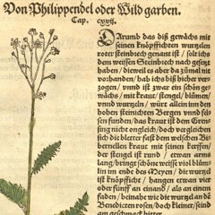 Speichelwurz