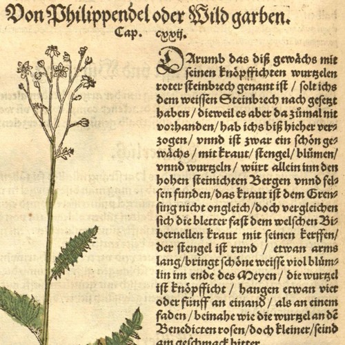 Speichelwurz
