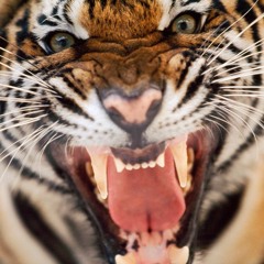 PAPERSTAXXX YEA! HEAD GAME