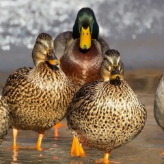 Dance of Ducklings