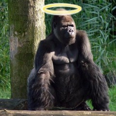 RIP Harambe