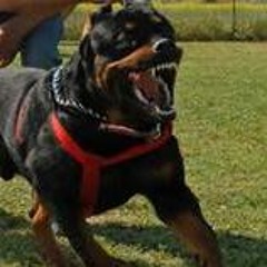Junkyard Dog . . . ( Sure My Bass Barks Like A Rottweiler  . . . Doesnt Yours?)