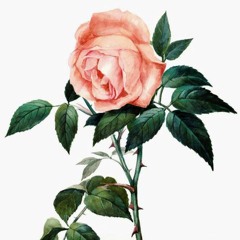 Jens Lekman feat. Augustifamiljen - The Rose