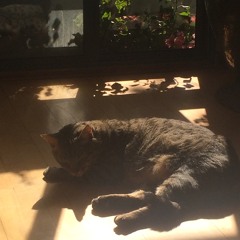 radio narc - 7:21:16, 2.10 AM