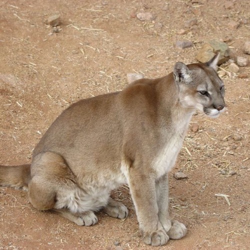 Cougars in connecticut Cougars in connecticut