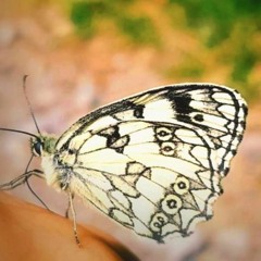 Catching The Moment ~ Silent Zen ~ Spoken Word