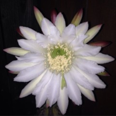 Paradiso-THEiMaschineMan