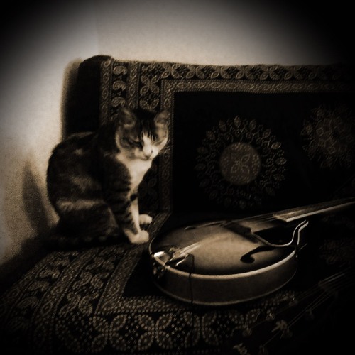 Warning, contains mandolin!