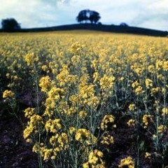 يا باغي الخير أقبل